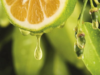Fototapete Ein Tropfen Zitronensaft