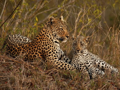 Fototapete Leopardenjunges und Mutter