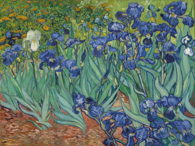 Fototapete Iris Vincent van Gogh