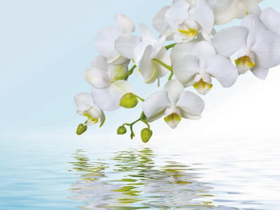 Fototapete Weiße Orchideen über Wasser