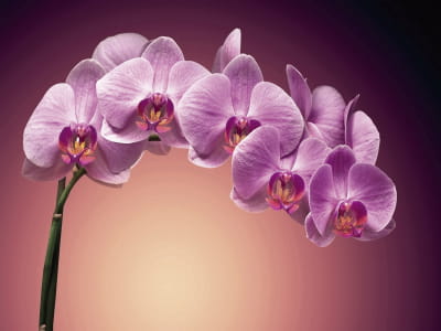 Fototapete Volumetrische lila Orchidee