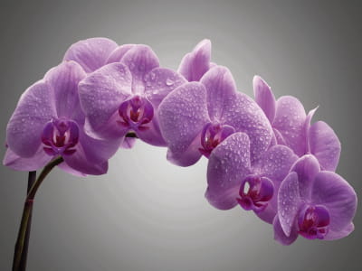 Fototapete Orchidee auf grauem Hintergrund