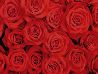 Fototapete Rote Rosen