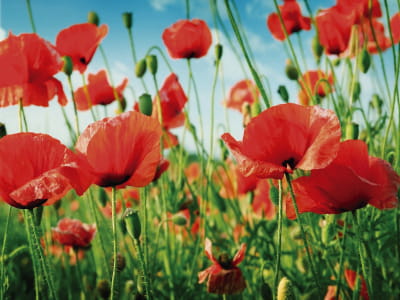 Fototapete Mohnblumen