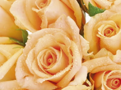 Fototapete Große cremefarbene Rosen