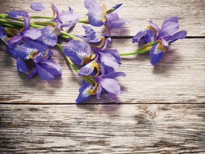 Fototapete Lila Iris 
