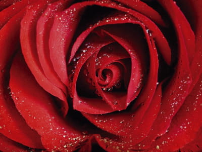 Fototapete Tau auf einer roten Rose