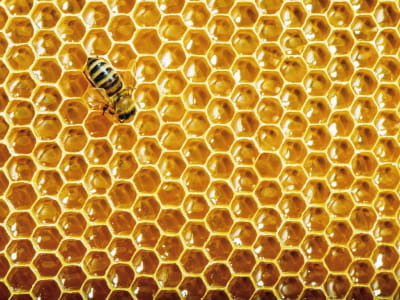 Fototapete Bienenwabe