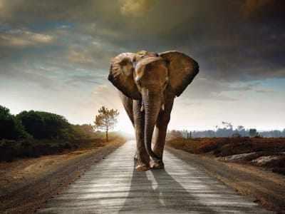 Fototapete Großer Elefant