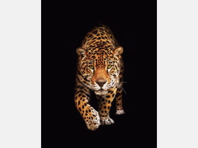 Fototapete Jaguar auf schwarzem Hintergrund