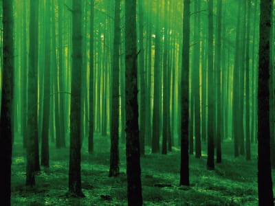 Fototapete Verzauberter wilder Wald