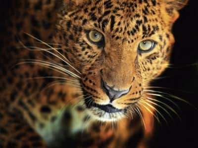 Fototapete Leopardenblick