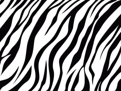 Fototapete Zebra-Teppich