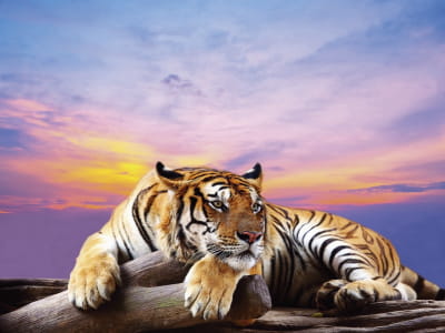 Fototapete Tiger vor Sonnenuntergang im Hintergrund