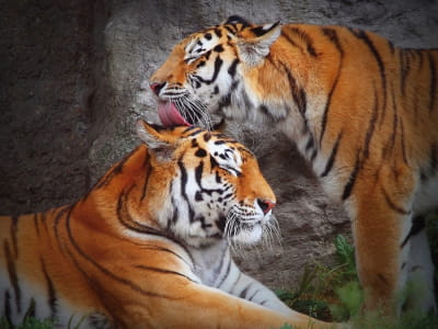 Fototapete Tiere Tiger
