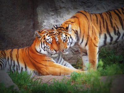 Fototapete Verliebte Tiger