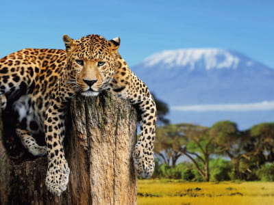 Fototapete Leopard in Savannah