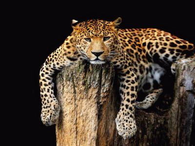 Fototapete Nachdenklicher Leopard