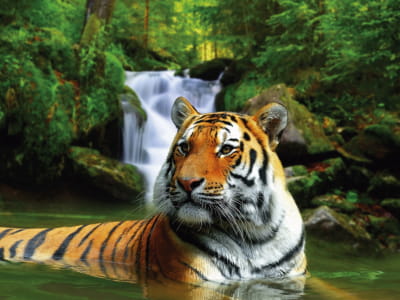 Fototapete Tiger im Wasser