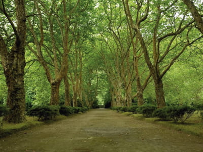 Fototapete Straße im Park