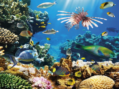 Fototapete Meeresfauna