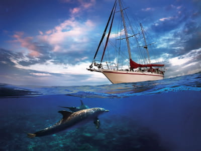 Fototapete Segelboot und Delphin
