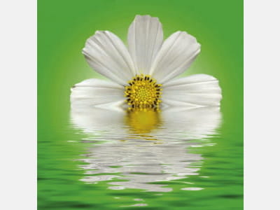 Fototapete Cosmea weiß