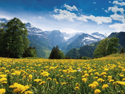 Fototapete Feld mit gelbem Löwenzahn