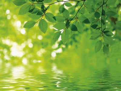 Fototapete Blätter über Wasser