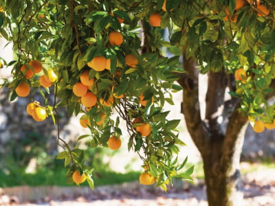 Fototapete Orangenbaum