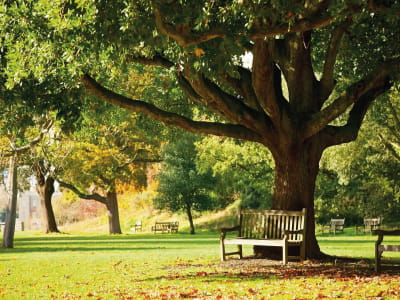 Fototapete Bank unter einem Baum