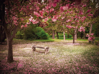 Fototapete Kirschblüten im Garten