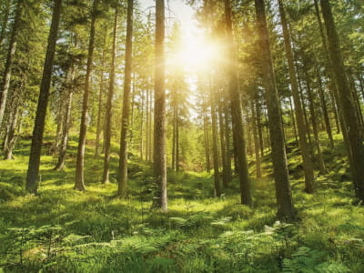 Fototapete Sommer im Wald