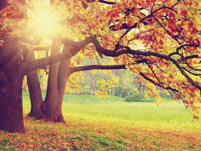 Fototapete Naturherbst