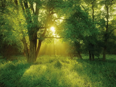 Fototapete Junger Wald