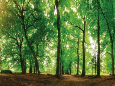Fototapete Waldbäume