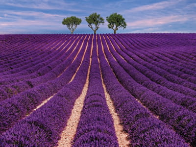 Fototapete Lavendelfeldlandschaft
