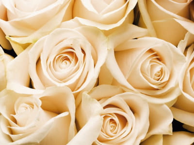 Fototapete Schöne Rosen