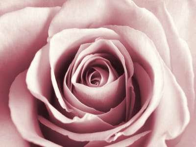 Fototapete Rosa Rosenknospe