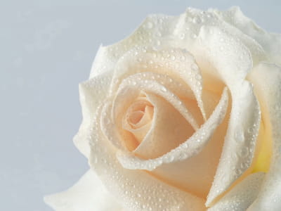 Fototapete Tau auf der Rose