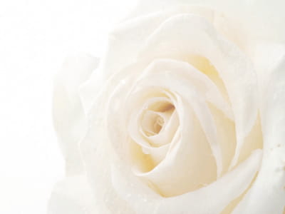 Fototapete Weiße Blume