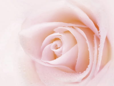 Fototapete Zarte Rosenknospe