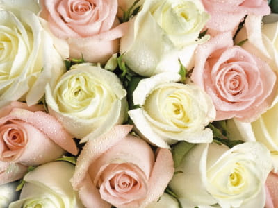 Fototapete Strauß frischer Rosen