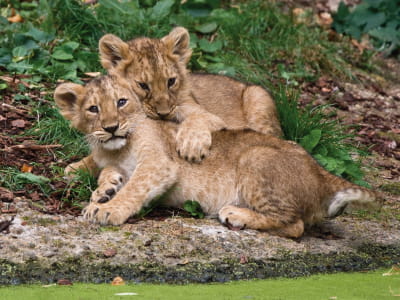 Fototapete Kleine Löwenbabys