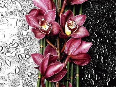 Fototapete Rote Orchidee