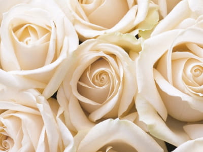 Fototapete Strauß Pfirsichrosen