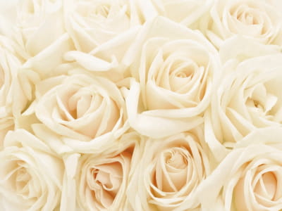 Fototapete Strauß cremefarbener Rosen