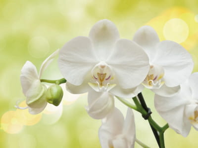 Fototapete Große weiße Orchideen