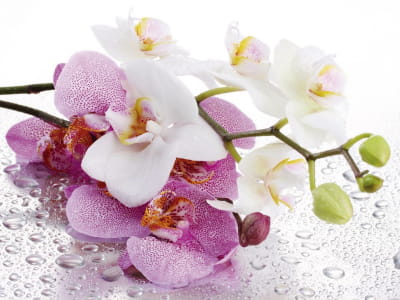 Fototapete Frische Orchideen