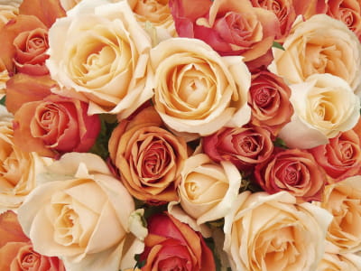 Fototapete Orangefarbene Rosen